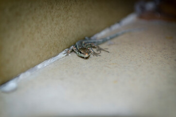 Obraz premium Piccola lucertola appena nata sul pavimento