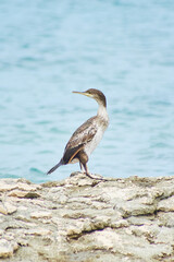 Kormoran an der kroatischen Küste