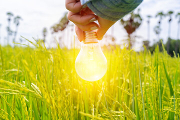 hand hold light bulb on rice with sunset power energy concept nature