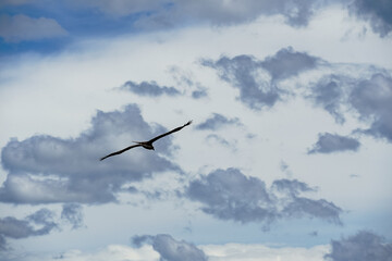 bird in the sky
