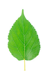 Fresh green mulberry an isolated on white background.