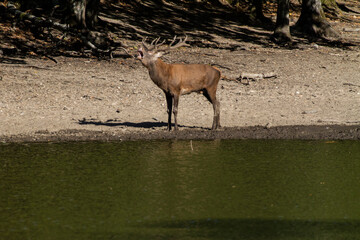 deer in the forest