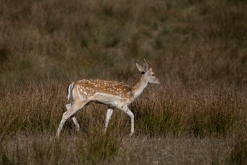 white deer