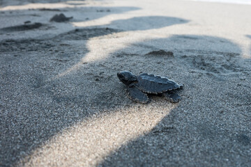 A baby turtle walks into the beach