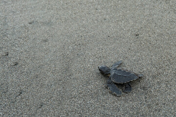 A baby turtle walks into the beach