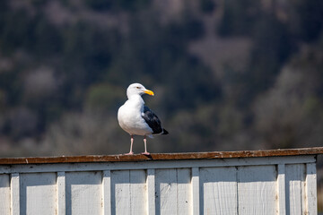 seagull on a post