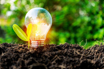 bulb with plant inside