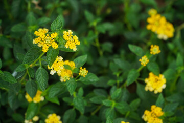 The blur yellow trailing lantana flowers