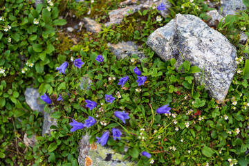 flowers on the rocks