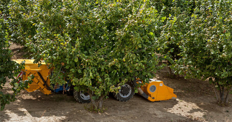 Piedmont, Italy: hazelnut trees with harvester near Neviglie in August