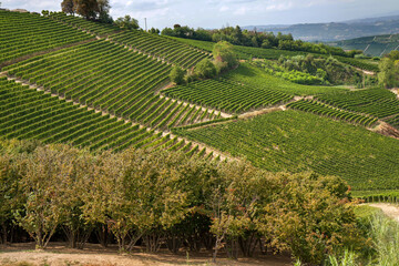 Fototapeta na wymiar Piedmont, Italy: Vines, hazelnut trees, scattered farms and small villages characterize the landscape 