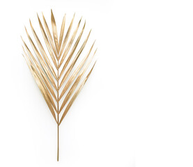 Golden palm leaf. Isolated on white. High quality photo.