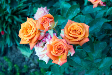 bunch of roses