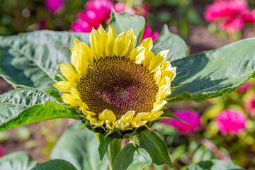 Yellow large sunflower on a bright summer day