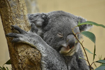 寝ているコアラ