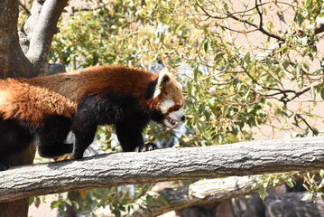 レッサーパンダ