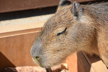 食事中のカピパラ