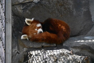 寝ているレッサーパンダ