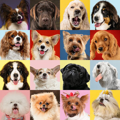 Stylish adorable dogs posing. Cute doggies or pets happy. The different purebred puppies. Creative collage isolated on multicolored studio background. Front view, modern design. Various breeds.