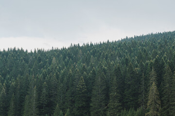Misty landscape in pine forest trees