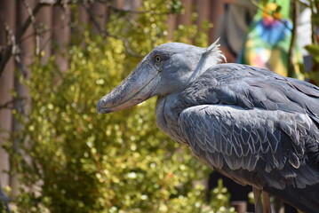 ハシビロコウの横顔