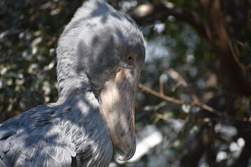 ハシビロコウのアップ