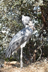 横から見たハシビロコウ