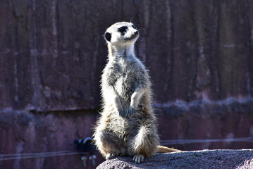 ミーアキャット