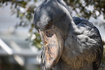 ハシビロコウのくちばし