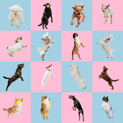Jumping high. Stylish adorable dogs posing. Cute doggies or pets happy. The different purebred puppies. Creative collage isolated on pink-blue studio background. Various breeds.