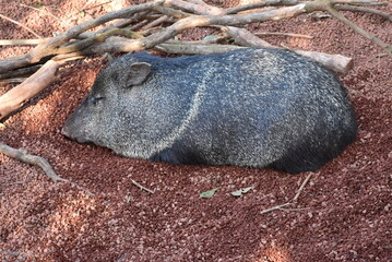 寝ているイノシシ