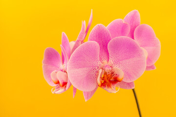 Beautiful pink Phalaenopsis orchid flower