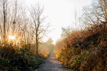 Sun shines across the forest path on an autumnal afternoon