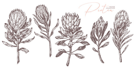 Set of king and queen tropical protea. Vector hand drawn sketch botanical illustration. Bundle of exotic african flower