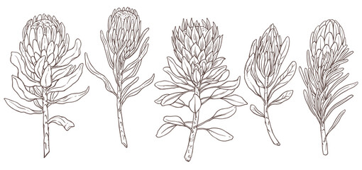 Set of king protea linear sketch vector isolated illustration. Collection of exotic tropical hand drawn flower, symbol of South Africa. Design for print, textile, cards - obrazy, fototapety, plakaty