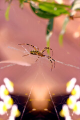 spider in the web 002