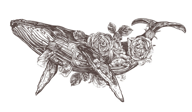 Vector hand drawn double exposure illustration of  humpback whale and roses flowers. Sketch detailed engraving style, creative, magical and surreal idea for tattoo or print