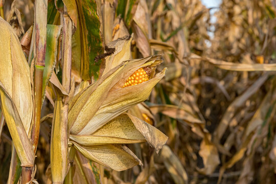 Closeup of ear of corn on brown cornstalk ready for harvest. Concept of harvest season, farming, agriculture, and ethanol. 