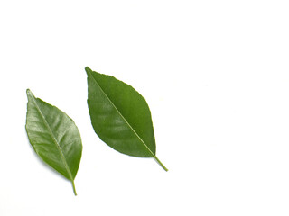 green leaves isolated on white background