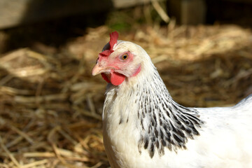 Young hen sussex face with straw outside