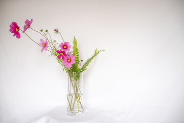pink cosmos arranged in a clear vase on white background