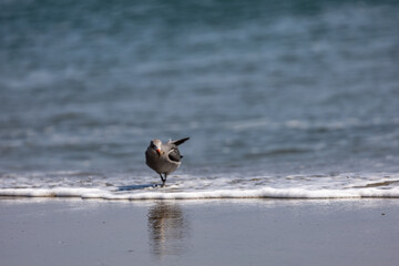 Seagulls in ocean 
