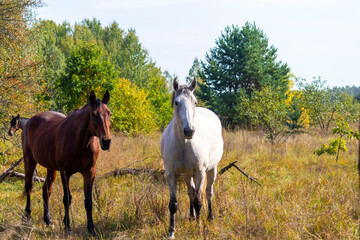 A group of white and brown horses grazing in the pasture against the background of autumn trees