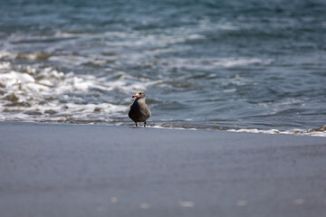 Seagulls in ocean 