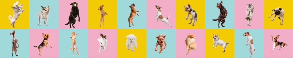 Cute dogs and cat jumping, playing, flying, looking happy isolated on colorful or gradient background. Studio. Creative collage of different breeds of dogs and one cat. Flyer for your ad, copyspace.