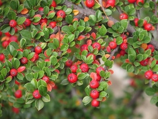 red berries on a bush