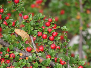 red berries on a bush