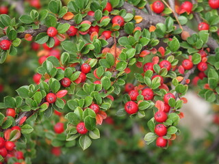 Red berries