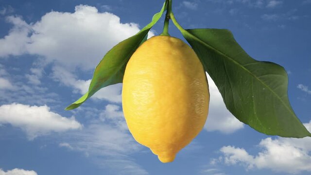 A ripe lemon in rotation on a sky background.