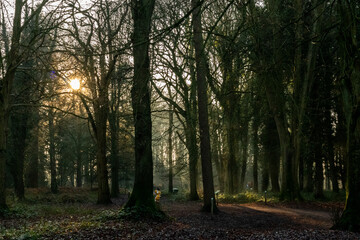 The sun beams through the trees in the forest